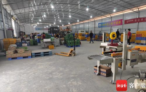 瓊中綠橙產業數字化轉型 數據化分選工廠與赤壁企業網站建設雙輪驅動，實現產業增效與穩定就業雙豐收